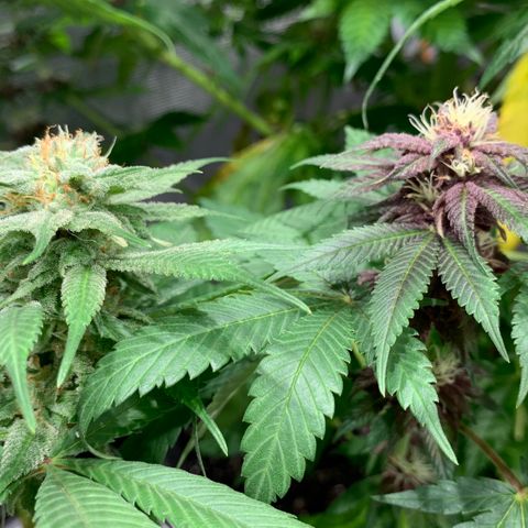 GDP growlog timeline photo