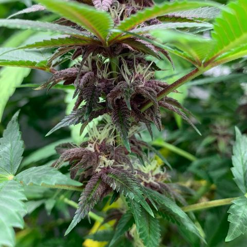 GDP growlog timeline photo