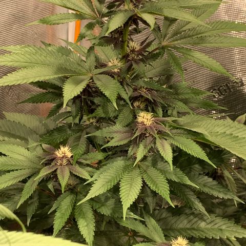 GDP growlog timeline photo