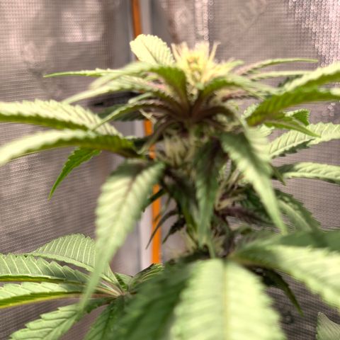 GDP growlog timeline photo