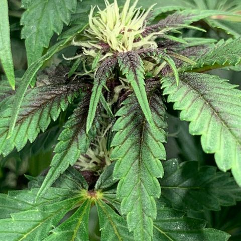 GDP growlog timeline photo