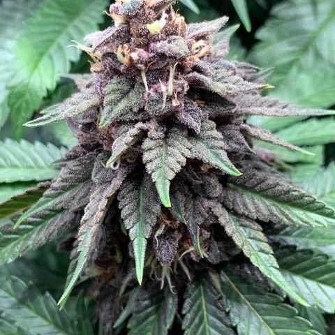 GDP growlog timeline photo