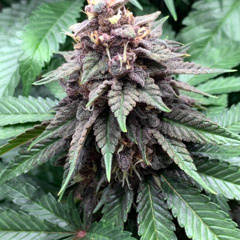 GDP growlog timeline photo