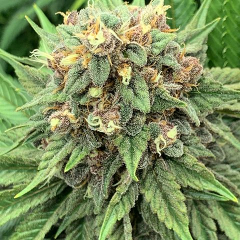 GDP growlog timeline photo