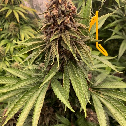 GDP growlog timeline photo