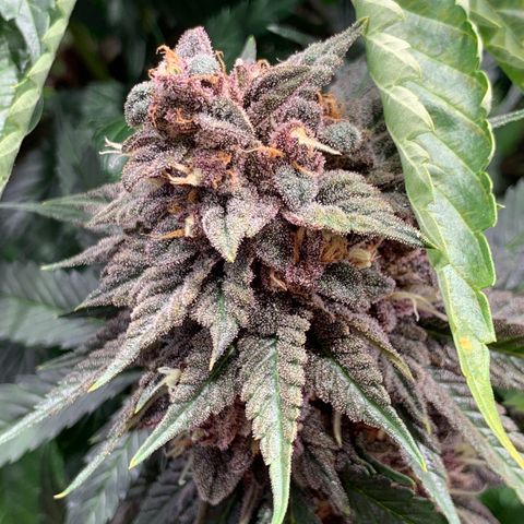 GDP growlog timeline photo
