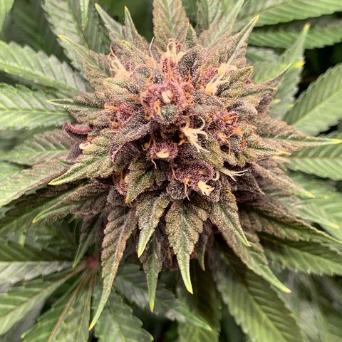 GDP growlog timeline photo