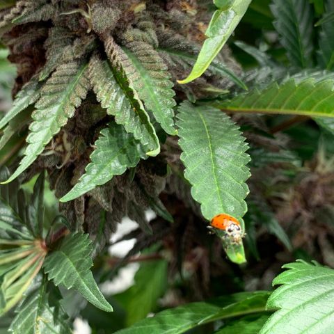 GDP growlog timeline photo