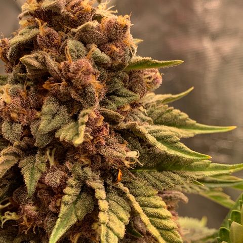 GDP growlog timeline photo