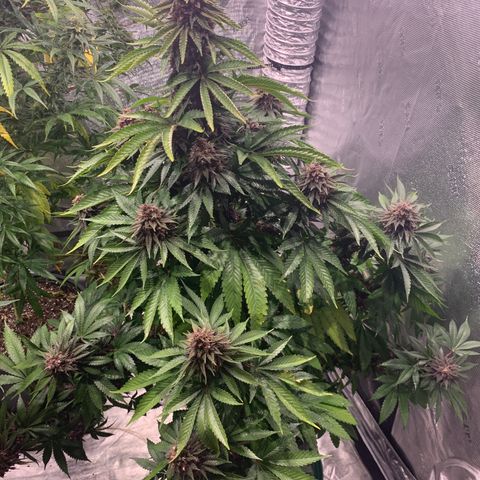 GDP growlog timeline photo