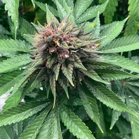 GDP growlog timeline photo