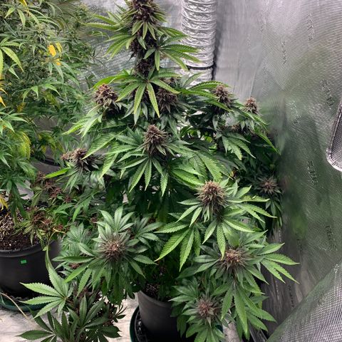 GDP growlog timeline photo