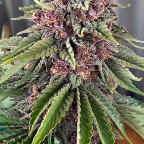 GDP growlog timeline photo