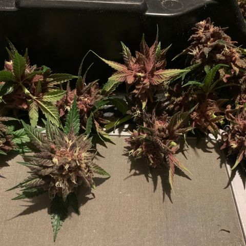 GDP growlog timeline photo