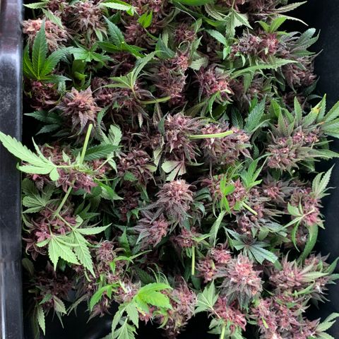 GDP growlog timeline photo
