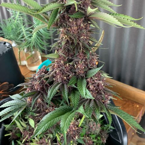 GDP growlog timeline photo