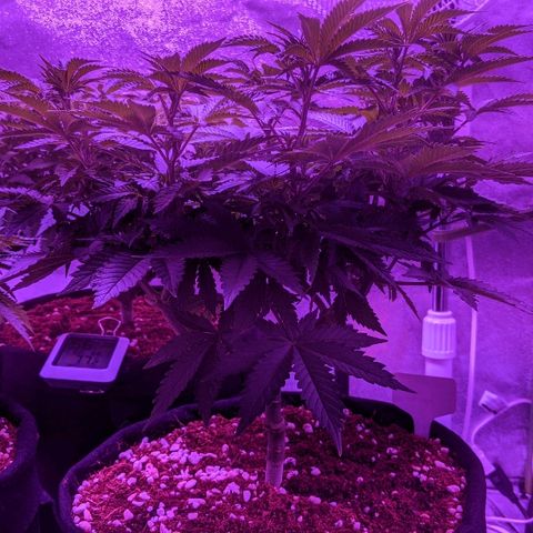 Tia growlog timeline photo