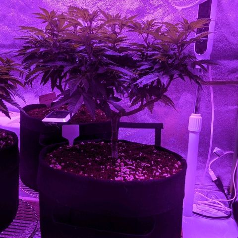 Tia growlog timeline photo