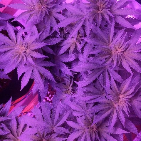 Tia growlog timeline photo