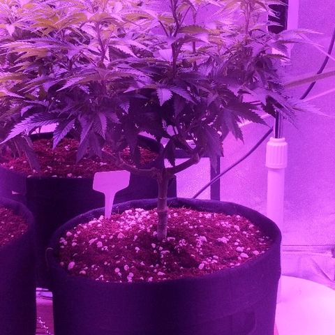 Tia growlog timeline photo