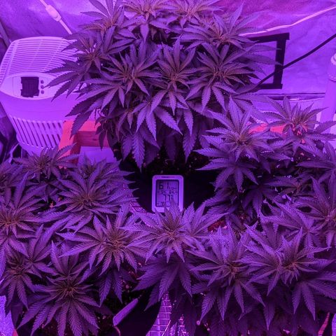 Tia growlog timeline photo