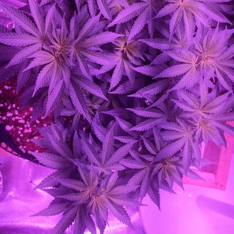 Tia growlog timeline photo