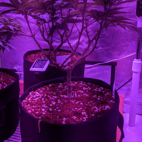 Tia growlog timeline photo