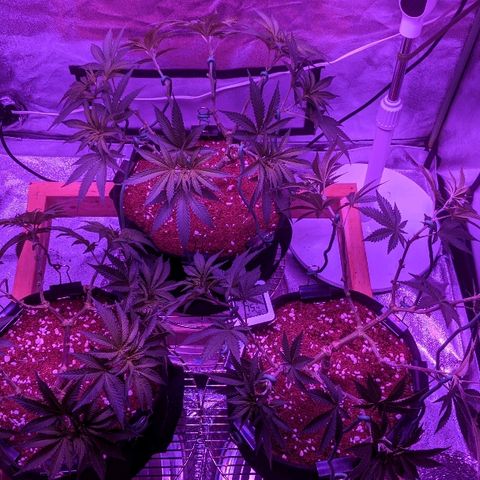 Tia growlog timeline photo