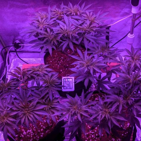Tia growlog timeline photo