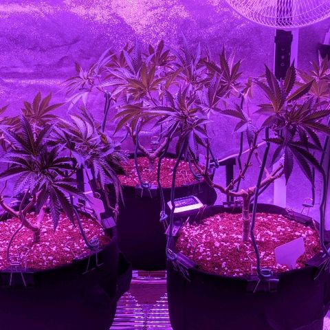 Tia growlog timeline photo