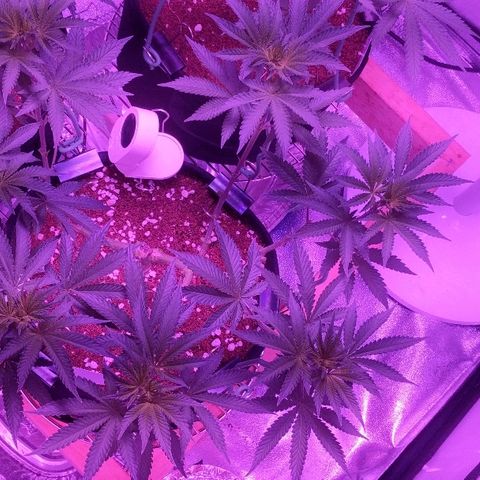 Tia growlog timeline photo
