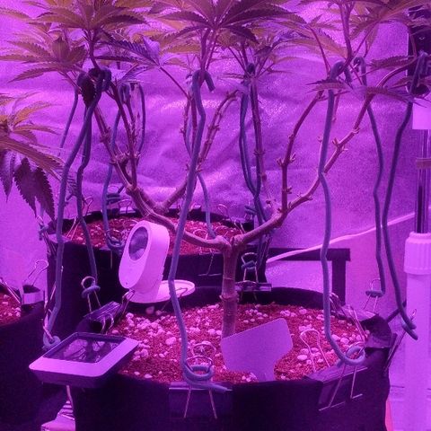 Tia growlog timeline photo