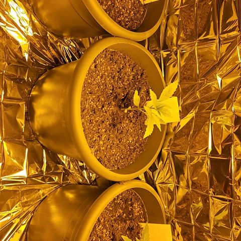 Auto malonade runtz & candy bubatz XL growlog timeline photo