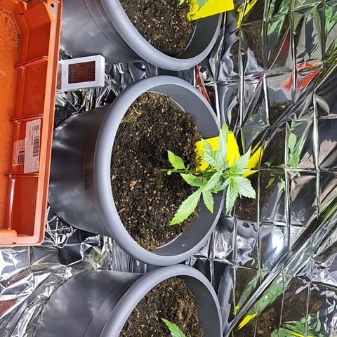 Auto malonade runtz & candy bubatz XL growlog timeline photo