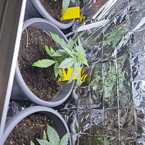 Auto malonade runtz & candy bubatz XL growlog timeline photo