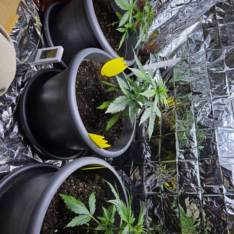 Auto malonade runtz & candy bubatz XL growlog timeline photo