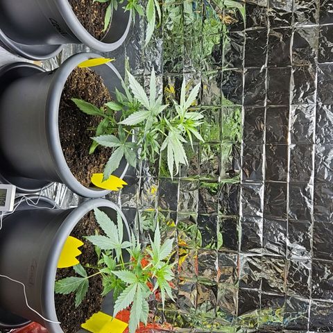 Auto malonade runtz & candy bubatz XL growlog timeline photo