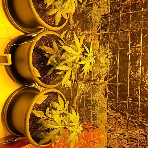 Auto malonade runtz & candy bubatz XL growlog timeline photo