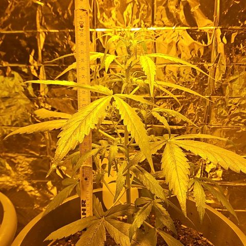 Auto malonade runtz & candy bubatz XL growlog timeline photo