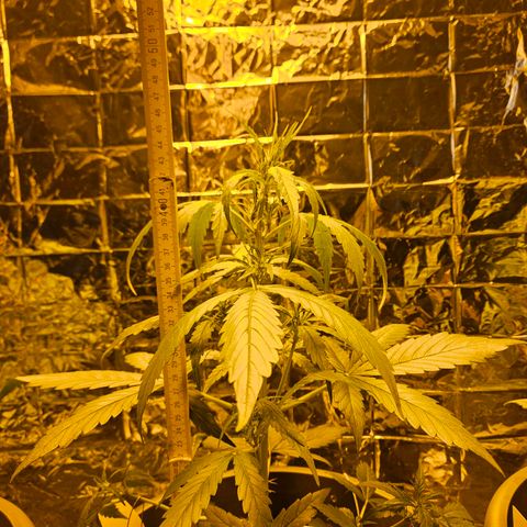 Auto malonade runtz & candy bubatz XL growlog timeline photo