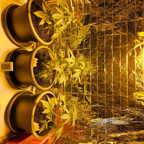 Auto malonade runtz & candy bubatz XL growlog timeline photo