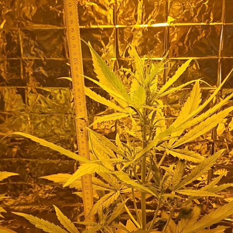 Auto malonade runtz & candy bubatz XL growlog timeline photo