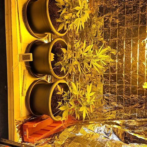 Auto malonade runtz & candy bubatz XL growlog timeline photo