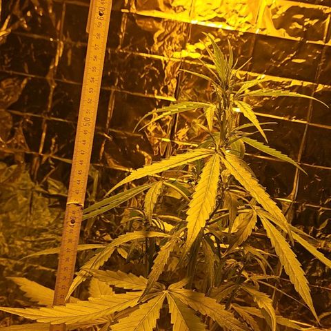 Auto malonade runtz & candy bubatz XL growlog timeline photo