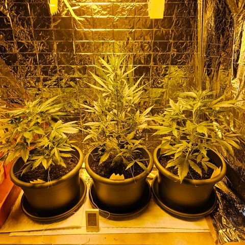 Auto malonade runtz & candy bubatz XL growlog timeline photo