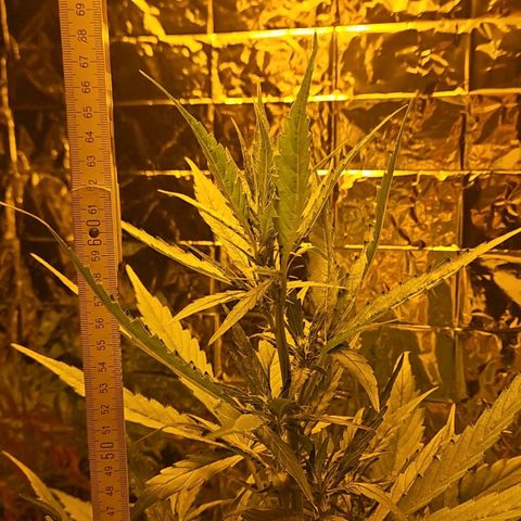Auto malonade runtz & candy bubatz XL growlog timeline photo