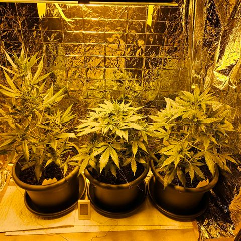 Auto malonade runtz & candy bubatz XL growlog timeline photo