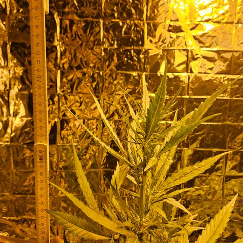 Auto malonade runtz & candy bubatz XL growlog timeline photo