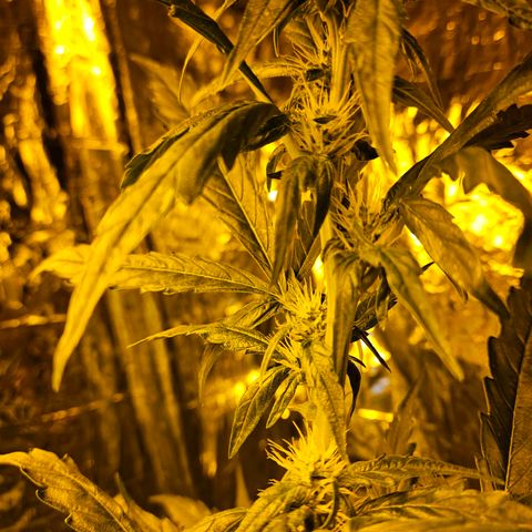 Auto malonade runtz & candy bubatz XL growlog timeline photo