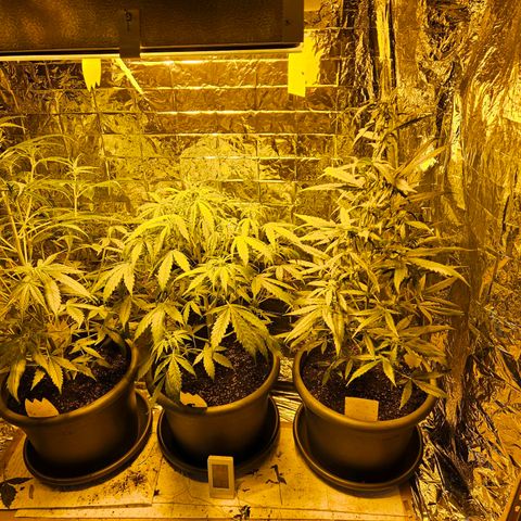 Auto malonade runtz & candy bubatz XL growlog timeline photo